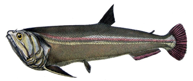 Cynodon рыба