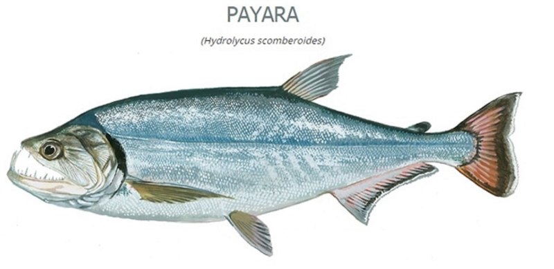 Паяра Hydrolycus scomberoides