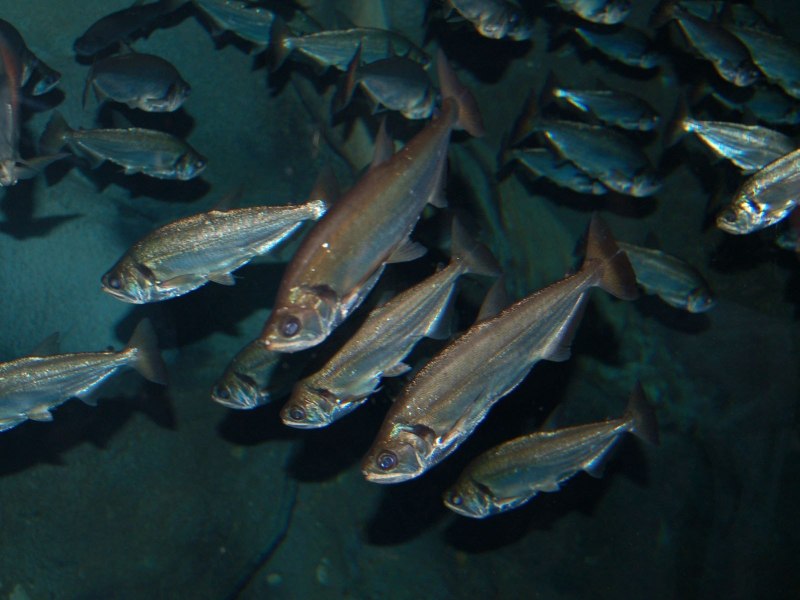 Паяра Hydrolycus scomberoides