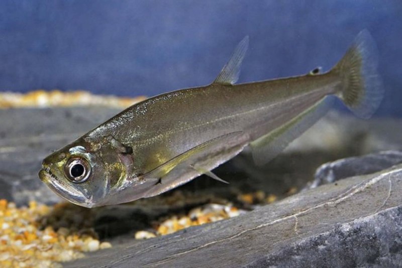 Паяра Hydrolycus scomberoides