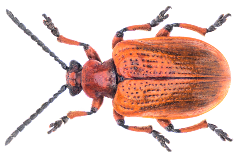 Cercyon quisquilius