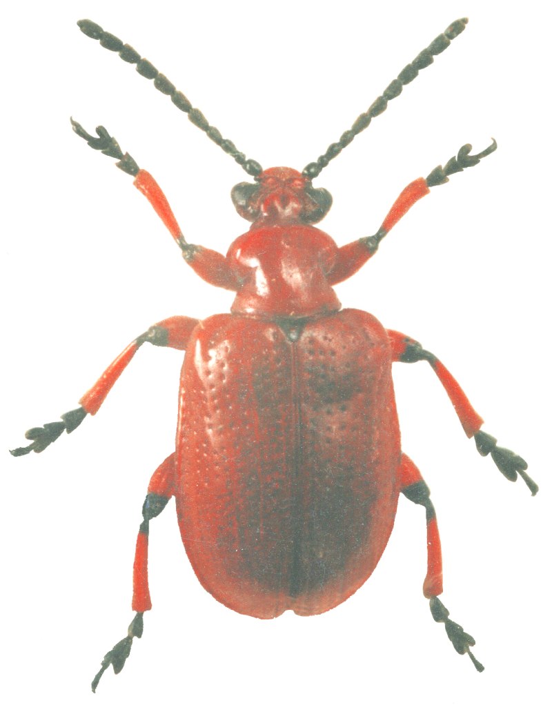 Lilioceris merdigera