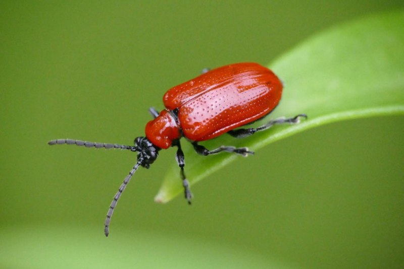 Листоед луковый Lilioceris merdigera l.