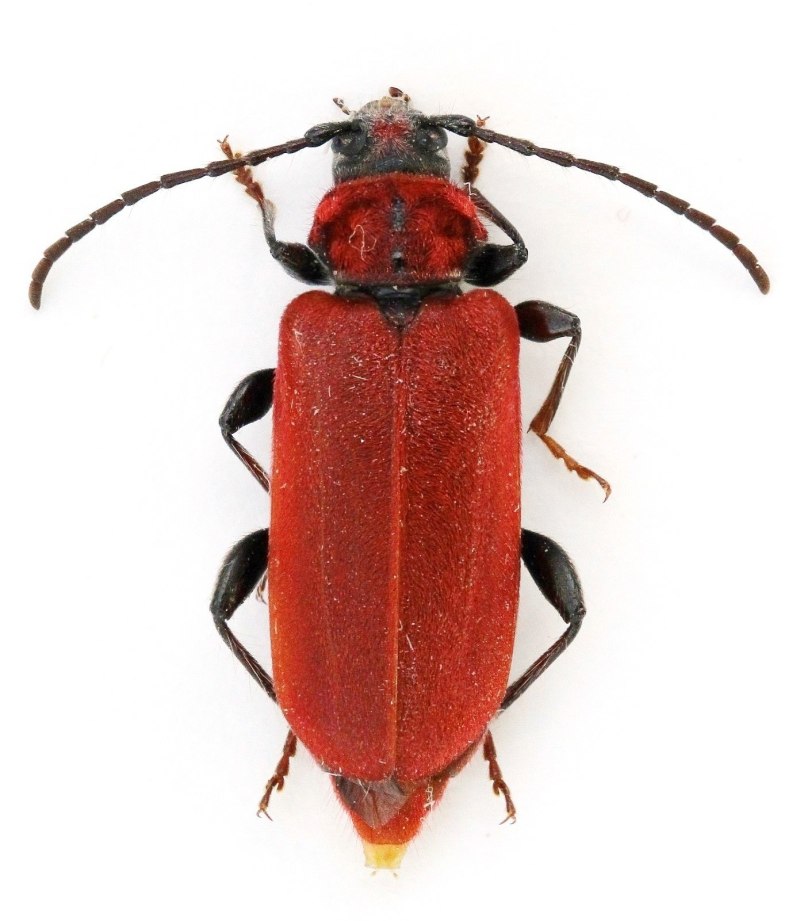 Pyrrhidium sanguineum