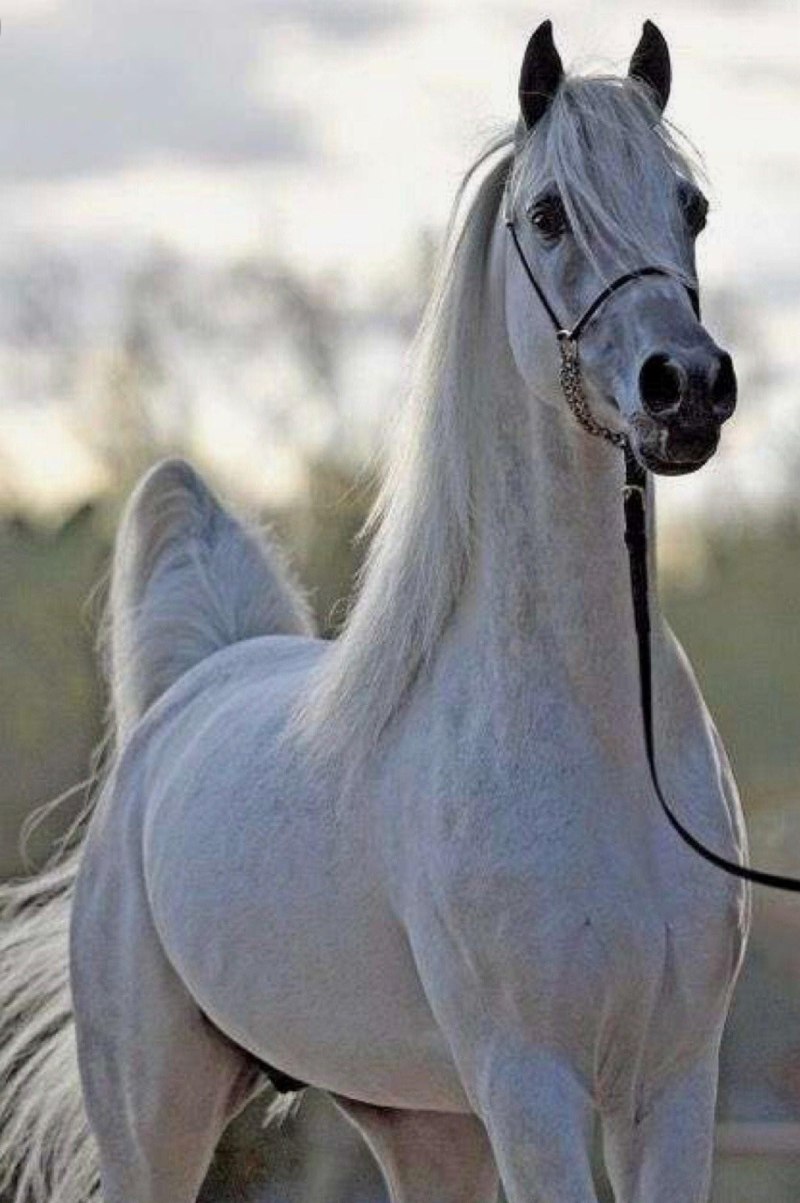 Marwan al Shaqab