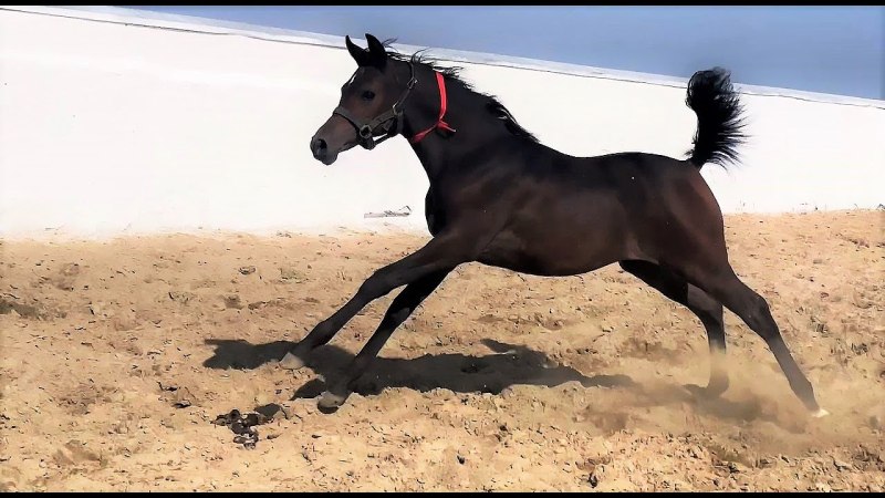 Английский актер разводит лошадей