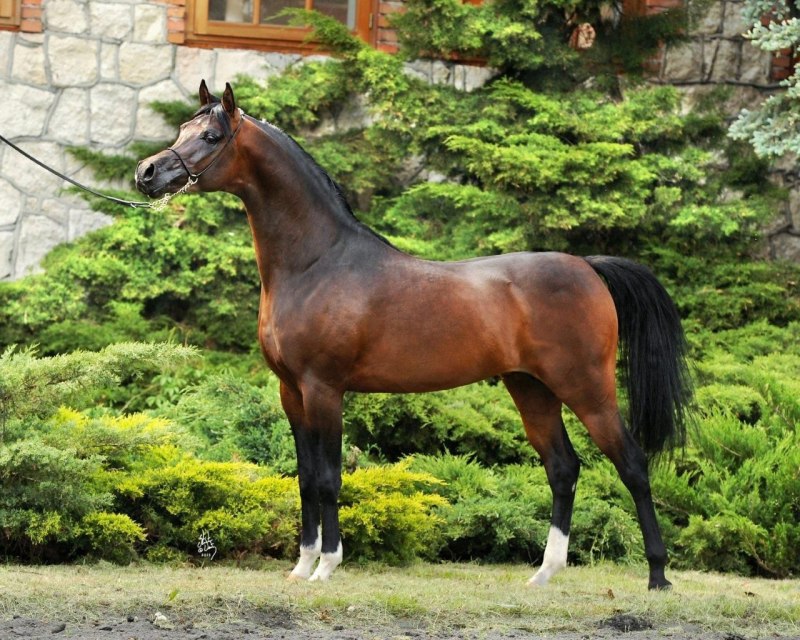 Marwan al Shaqab
