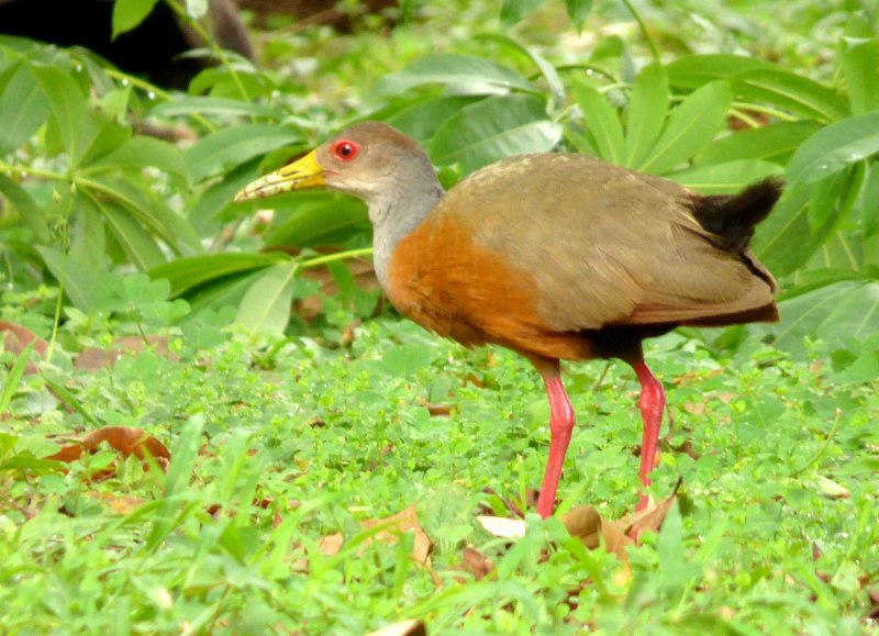 Aramides cajaneus