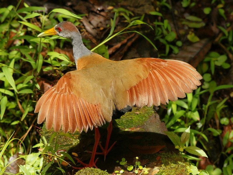 Aramides cajaneus