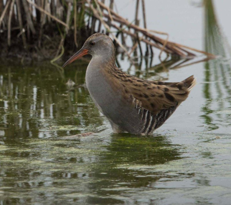 Rallus aquaticus