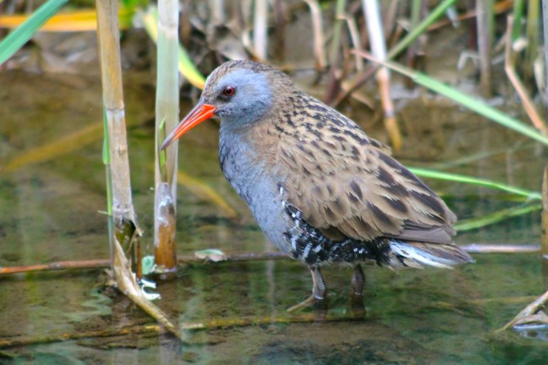 Водяной Пастушок – Rallus aquaticus l., 1758