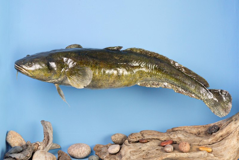 Морской налим Балтика