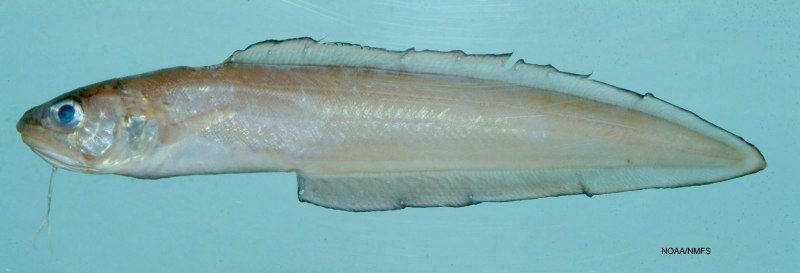 Cusk eel рыба