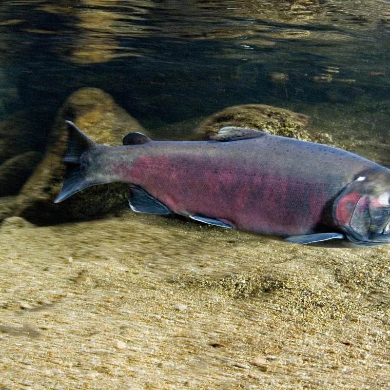 Нерка (Oncorhynchus nerka)