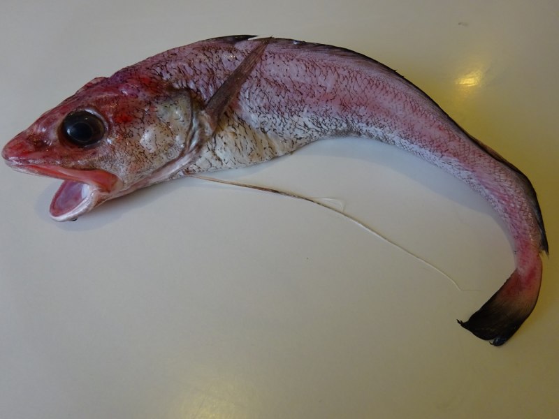 Морской налим Баренцева моря