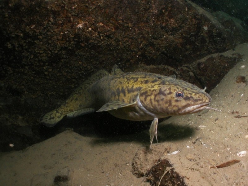 Морской налим менёк