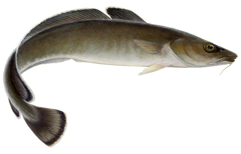 Molva dypterygia