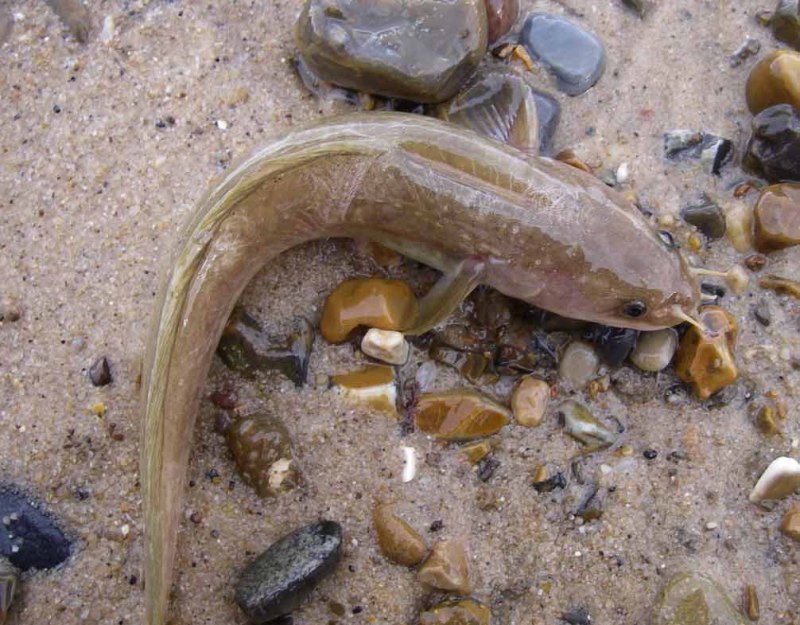 Налим морской caidropsarus maditerraneus