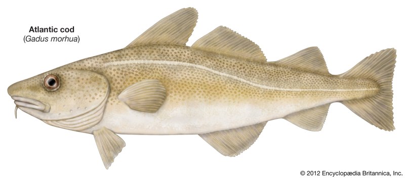 Трески (gadus macrocephalus)
