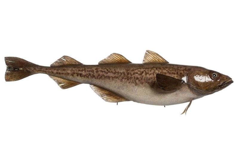 Минтай (Theragra chalcogramma)