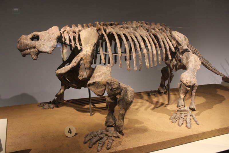 Bradysaurus Baini