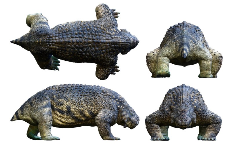 Scutosaurus karpinskii