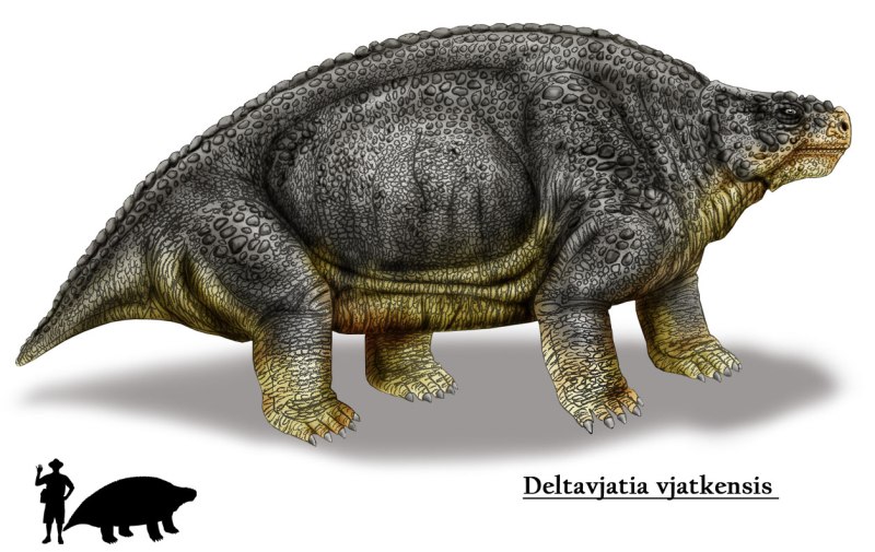 Deltavjatia vjatkensis