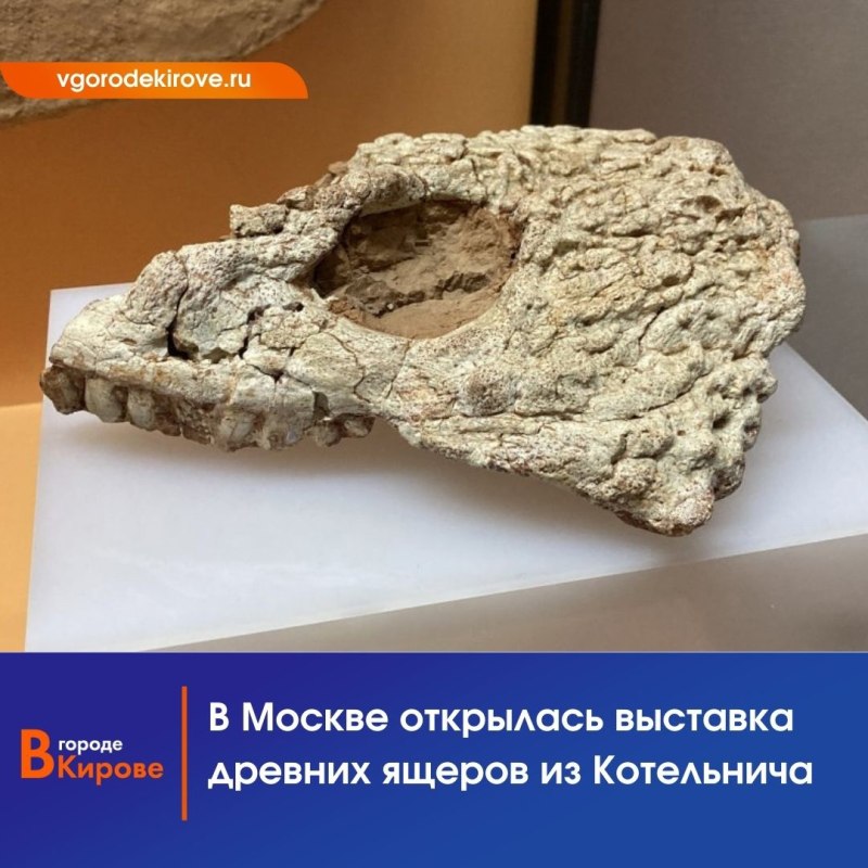 Котельничское местонахождение парейазавров