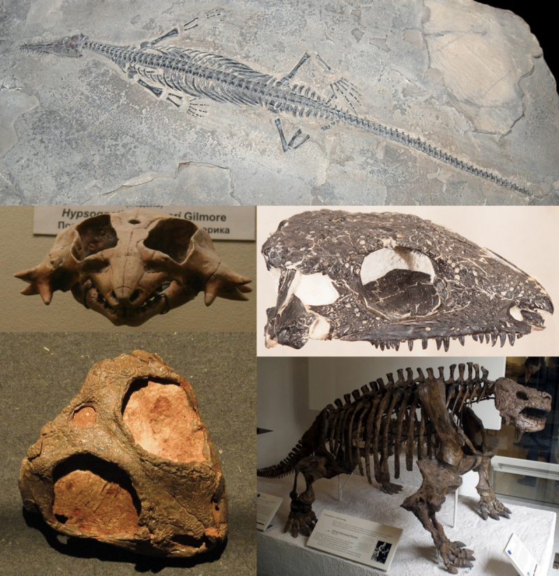 Scutosaurus karpinskii