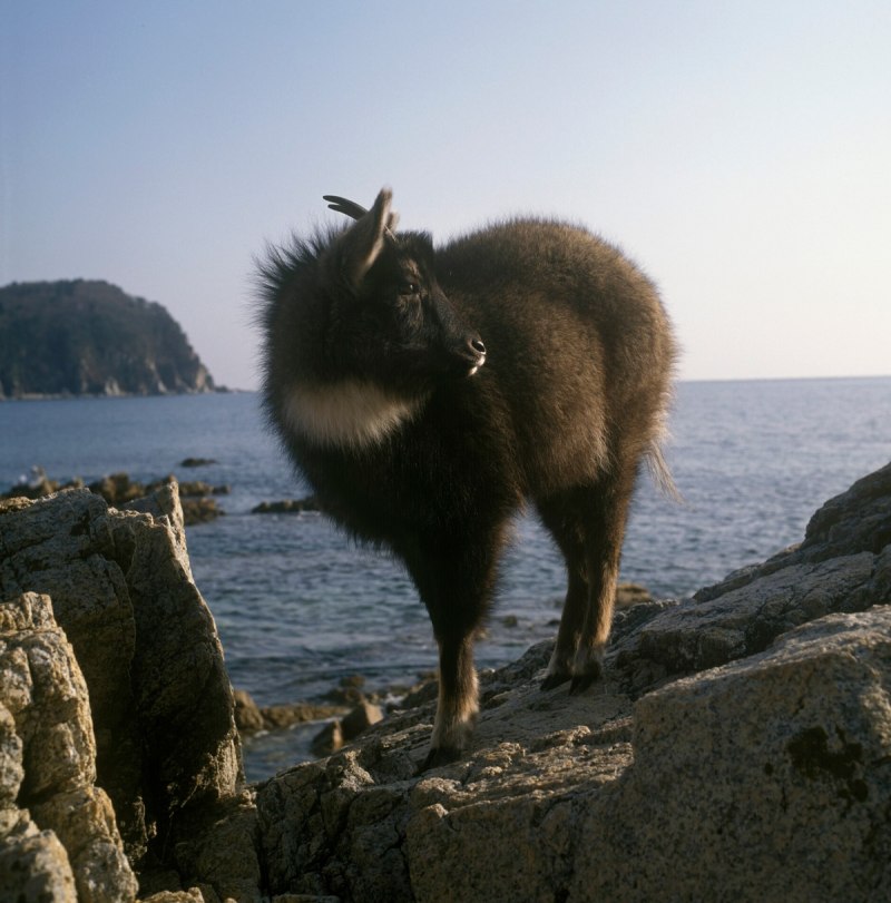 Амурский горал