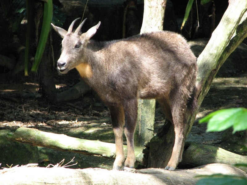 Амурский горал Nemorhaedus caudatus