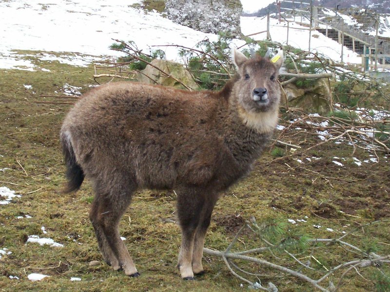 Амурский горал Nemorhaedus caudatus