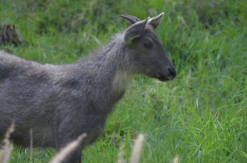 Амурский горал Nemorhaedus caudatus