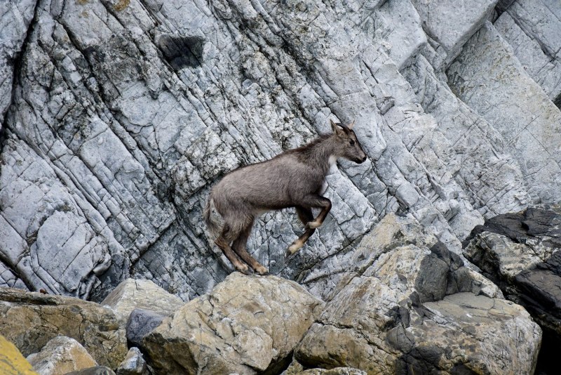 Скелет Амурского Горала