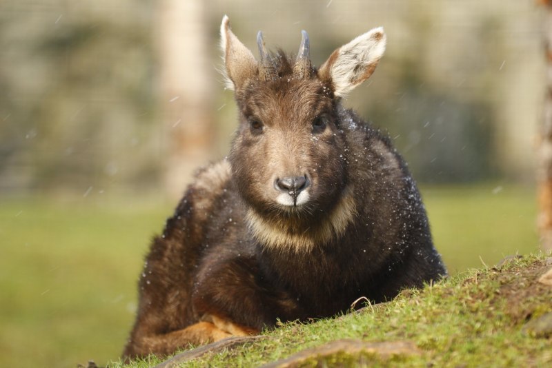 Амурский горал Nemorhaedus caudatus