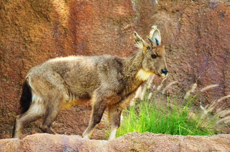 Амурский горал Nemorhaedus caudatus
