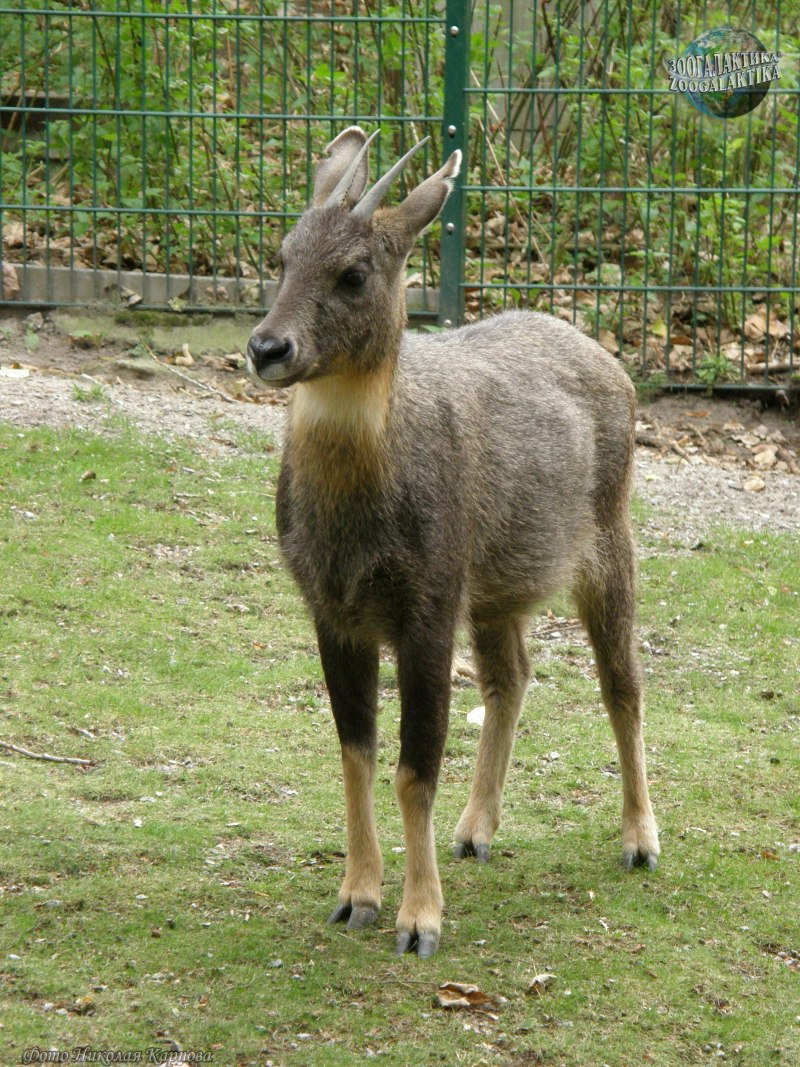 Амурский горал Nemorhaedus caudatus