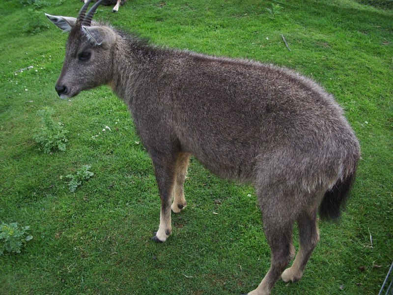 Амурский горал Nemorhaedus caudatus
