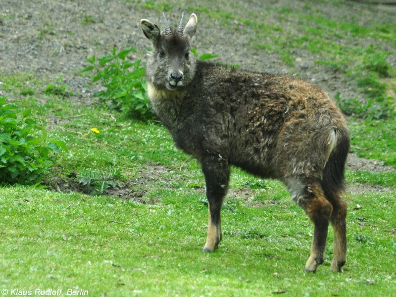 Горал (Nemorhaedus Goral)