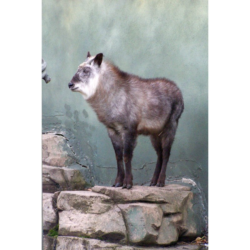 Амурский горал