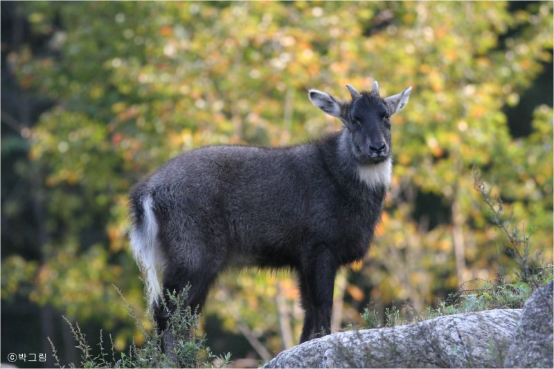 Амурский горал