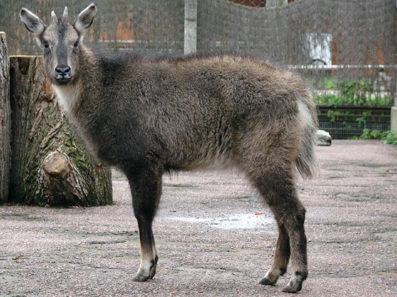 Восточный горал Амурский