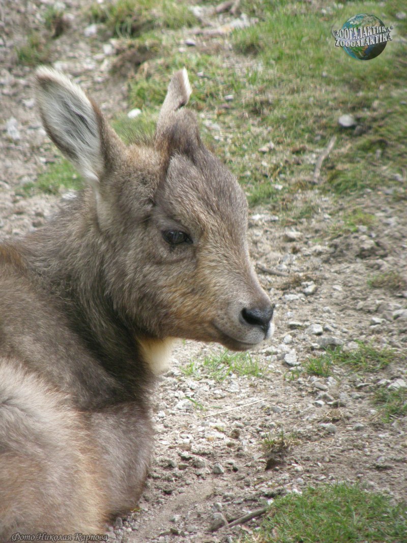 Амурский горал