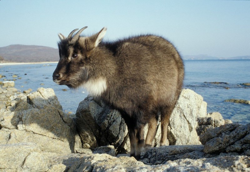 Лазовский заповедник Амурский горал