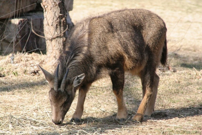 Гималайский козел горал