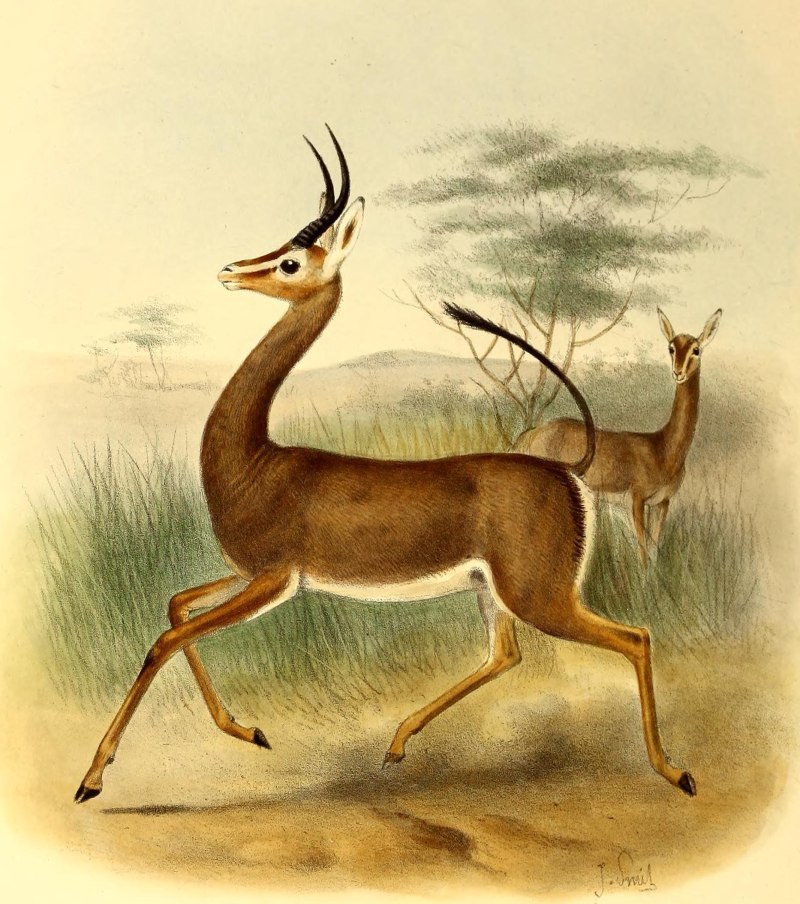 Dibatag (Ammodorcas clarkei)