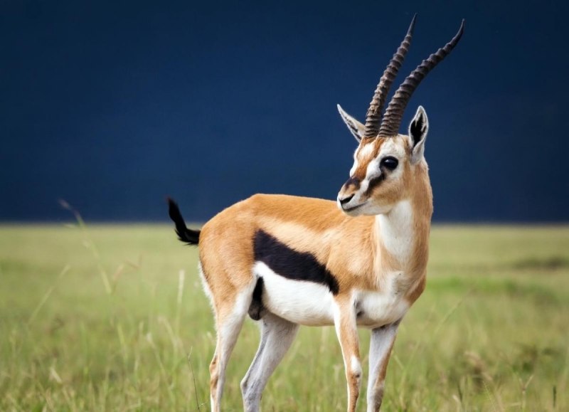 Thompson Gazelle