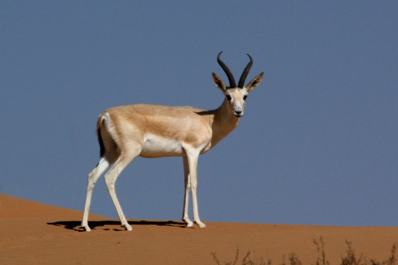 • Песчаная Газель (Gazella leptoceros)