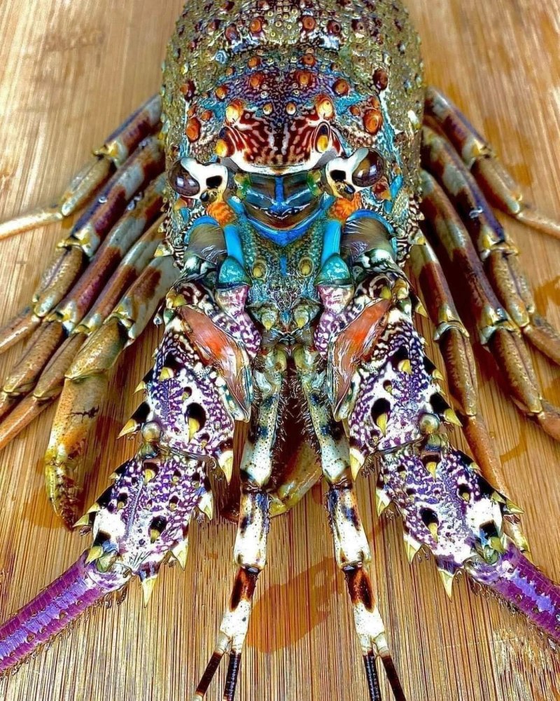 Panulirus ornatus