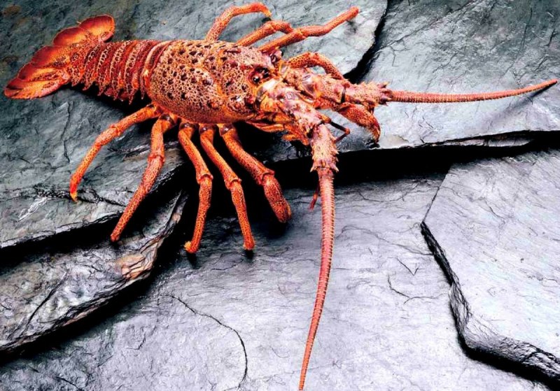 Palinurus лангуст